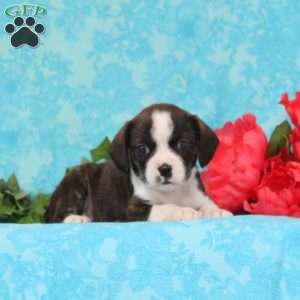 Mocha, Boston Terrier Mix Puppy